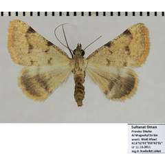 /filer/webapps/moths/media/images/R/reducta_Palaeaspilates_AF_ZSM.jpg