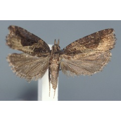 /filer/webapps/moths/media/images/N/nimbosa_Argyroploce_LT_MNHN.jpg
