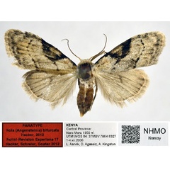 /filer/webapps/moths/media/images/B/bifurcata_Nola_PT_NHMO_01.jpg