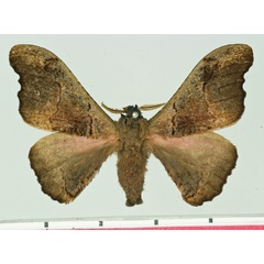 /filer/webapps/moths/media/images/D/ducorpsi_Micragone_AM_Basquin.jpg