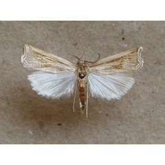 /filer/webapps/moths/media/images/S/simplella_Ancylolomia_A_Butler.jpg