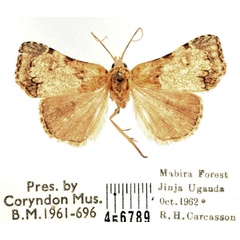 /filer/webapps/moths/media/images/C/costisignata_Paralephana_AM_BMNH.jpg