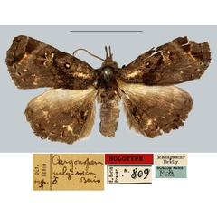 /filer/webapps/moths/media/images/M/malgassica_Caryonopera_HT_MNHN.jpg