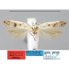/filer/webapps/moths/media/images/P/punctosa_Athrips_HT_ZMHB.jpg