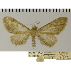 /filer/webapps/moths/media/images/U/urbanata_Eupithecia_PTF_ZSM.jpg