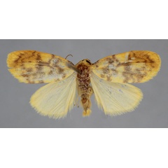 /filer/webapps/moths/media/images/I/ichorina_Afrasura_AM_BMNH.jpg