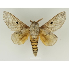 /filer/webapps/moths/media/images/M/meridionalis_Gastroplakaeis_AM_Basquin_02.jpg