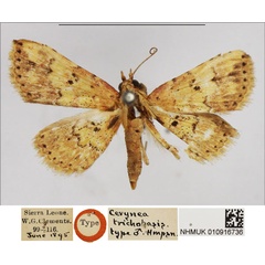 /filer/webapps/moths/media/images/T/trichobasis_Cerynea_STM_NHMUK.jpg