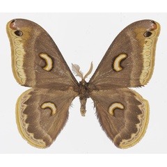 /filer/webapps/moths/media/images/M/marginimacula_Epiphora_AM_Basquina.jpg