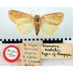 /filer/webapps/moths/media/images/N/nubila_Timora_HT_BMNH.jpg