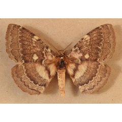 /filer/webapps/moths/media/images/E/edulis_Striphnopteryx_A_Butler.jpg