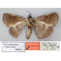 /filer/webapps/moths/media/images/M/maculata_Blenina_HT_RMCA_02.jpg