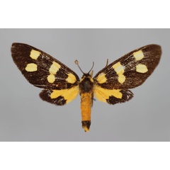 /filer/webapps/moths/media/images/S/severina_Dubianaclia_LT_BMNH.jpg