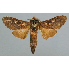 /filer/webapps/moths/media/images/D/decipiens_Eurystaura_PT_RMCA.jpg