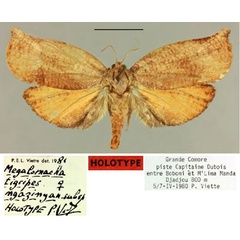 /filer/webapps/moths/media/images/N/ngazinya_Megalomacha_HT_MNHN.jpg