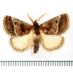 /filer/webapps/moths/media/images/P/pyrocausta_Susicina_AM_BMNH.jpg