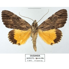 /filer/webapps/moths/media/images/E/eugeniae_Ulotrichopus_AM_Basquina.jpg