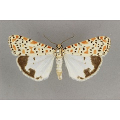 /filer/webapps/moths/media/images/L/lepida_Utetheisa_AM_BMNH.jpg