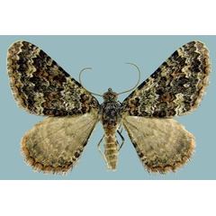 /filer/webapps/moths/media/images/T/tepescens_Mimoclystia_AF_ZSMa.jpg