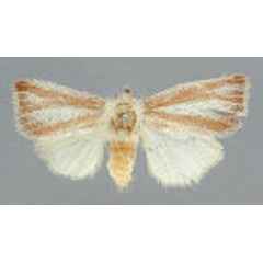 /filer/webapps/moths/media/images/R/rufovittata_Antheua_A_RMCA_02.jpg