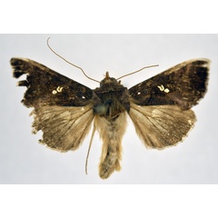 /filer/webapps/moths/media/images/G/glyceia_Trichoplusia_AM_NHMO.jpg