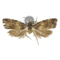 /filer/webapps/moths/media/images/D/davisorum_Taiteccopsis_HT_USNM.jpg
