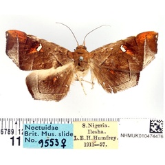 /filer/webapps/moths/media/images/S/sylvani_Episparis_AF_BMNH.jpg