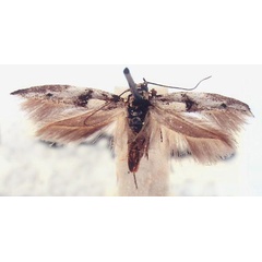 /filer/webapps/moths/media/images/L/lithocleuca_Paralogistis_PT_BMNH.jpg