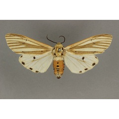 /filer/webapps/moths/media/images/M/moloneyi_Aloa_HT_BMNH.jpg