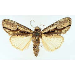 /filer/webapps/moths/media/images/C/cervicornis_Crionica_AF_TMSA_02.jpg