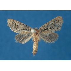 /filer/webapps/moths/media/images/B/bennybytebieri_Salagena_PTF_NMK.jpg