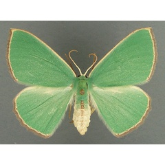 /filer/webapps/moths/media/images/P/plantaria_Omphax_AF_TMSA.jpg