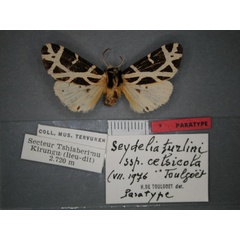 /filer/webapps/moths/media/images/C/celsicola_Seydelia_PT_RMCA_01.jpg