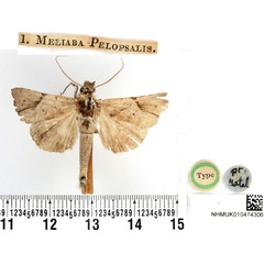 /filer/webapps/moths/media/images/P/pelopsalis_Meliaba_HT_BMNH.jpg