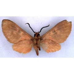 /filer/webapps/moths/media/images/H/haematoessa_Hippurarctia_ST_BMNH_02.jpg
