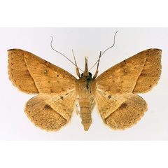 /filer/webapps/moths/media/images/F/fumipennis_Tatorinia_AF_TMSA_02.jpg