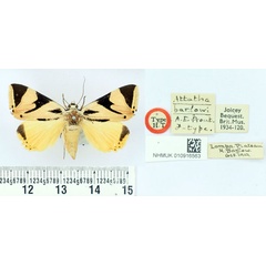 /filer/webapps/moths/media/images/B/barlowi_Attatha_HT_BMNH.jpg