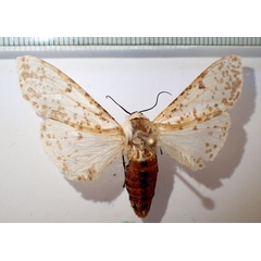 /filer/webapps/moths/media/images/V/virginalis_Detoulgoetia_AF_Bippus.jpg