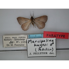 /filer/webapps/moths/media/images/H/hayesi_Marcipalina_PT_RMCA_02.jpg