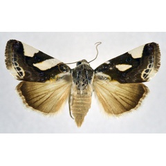 /filer/webapps/moths/media/images/T/trimaculata_Acontia_AF_NHMO.jpg