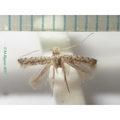 /filer/webapps/moths/media/images/S/siccata_Amphixystis_AF_Bippus.jpg