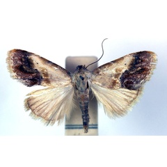 /filer/webapps/moths/media/images/R/ruficeps_Negeta_A_RMCA.jpg