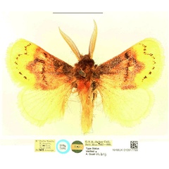 /filer/webapps/moths/media/images/A/ansorgei_Altha_ST_BMNH_92FKFD1.jpg