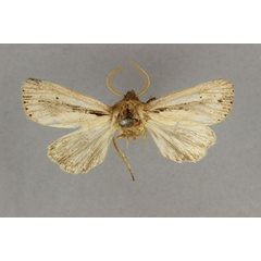 /filer/webapps/moths/media/images/A/atrifascia_Estigmene_HT_BMNH.jpg