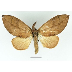 /filer/webapps/moths/media/images/D/destituta_Brachychira_AF_Basquin_02.jpg
