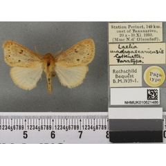 /filer/webapps/moths/media/images/M/madagascariensis_Laelia_PTF_BMNH_01a.jpg