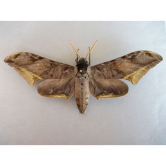 /filer/webapps/moths/media/images/G/guessfeldtii_Acanthosphinx_A_Baron_01.jpg
