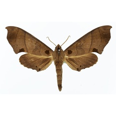 /filer/webapps/moths/media/images/C/carteri_Polyptychus_AF_Basquin.jpg