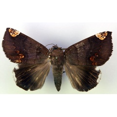 /filer/webapps/moths/media/images/I/illustrata_Achaea_A_RMCA.jpg