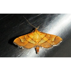 /filer/webapps/moths/media/images/H/haemorrhoidalis_Salbia_A_King.jpg